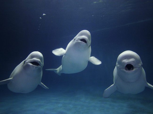  Cực kỳ thông minh và đáng yêu, cá voi Beluga còn có một năng lực đặc biệt khiến con người phải rùng mình  - Ảnh 1.