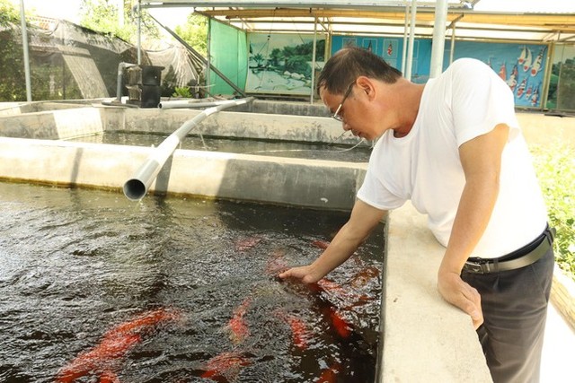  Đánh liều nuôi cá Koi Nhật Bản, cựu binh kiếm hàng trăm triệu mỗi năm  - Ảnh 1.