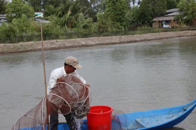 Cá kèo tăng giá kỷ lục, mít Thái ném xuống ao cho cá ăn  - Ảnh 1.