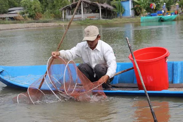 Cá kèo tăng giá kỷ lục, mít Thái ném xuống ao cho cá ăn  - Ảnh 2.