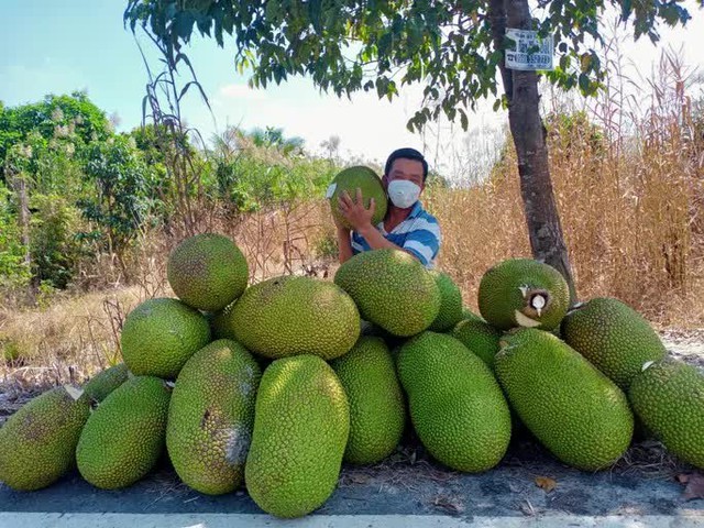 Cá kèo tăng giá kỷ lục, mít Thái ném xuống ao cho cá ăn  - Ảnh 4.