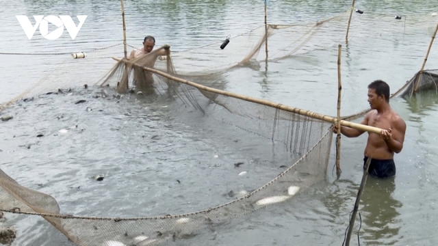 Giá cá thát lát tăng mạnh do nguồn cung khan hiếm - Ảnh 1.