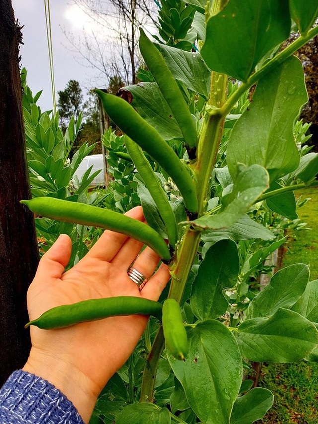 Yêu thích phim Ngôi nhà nhỏ trên thảo nguyên, người phụ nữ quyết dành cả đời để trồng rau sạch - Ảnh 18.