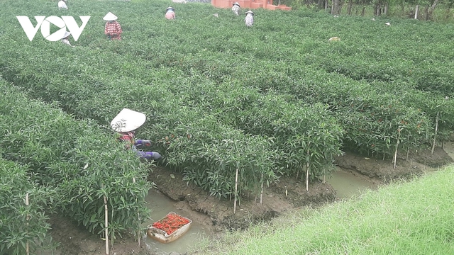 Trồng cây ớt luân canh dưới chân ruộng giúp nông dân Tiền Giang làm giàu - Ảnh 2.