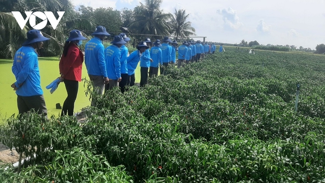 Trồng cây ớt luân canh dưới chân ruộng giúp nông dân Tiền Giang làm giàu - Ảnh 3.