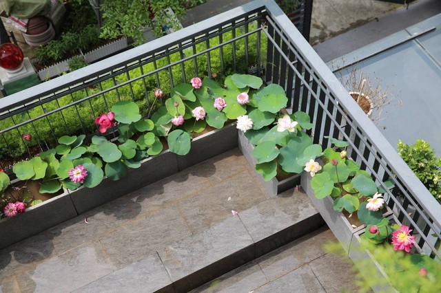 Đầm sen trên ban công đẹp nức lòng với gần 20 loại giống của chủ trang trại hoa nổi tiếng ở Hà Nội - Ảnh 2.