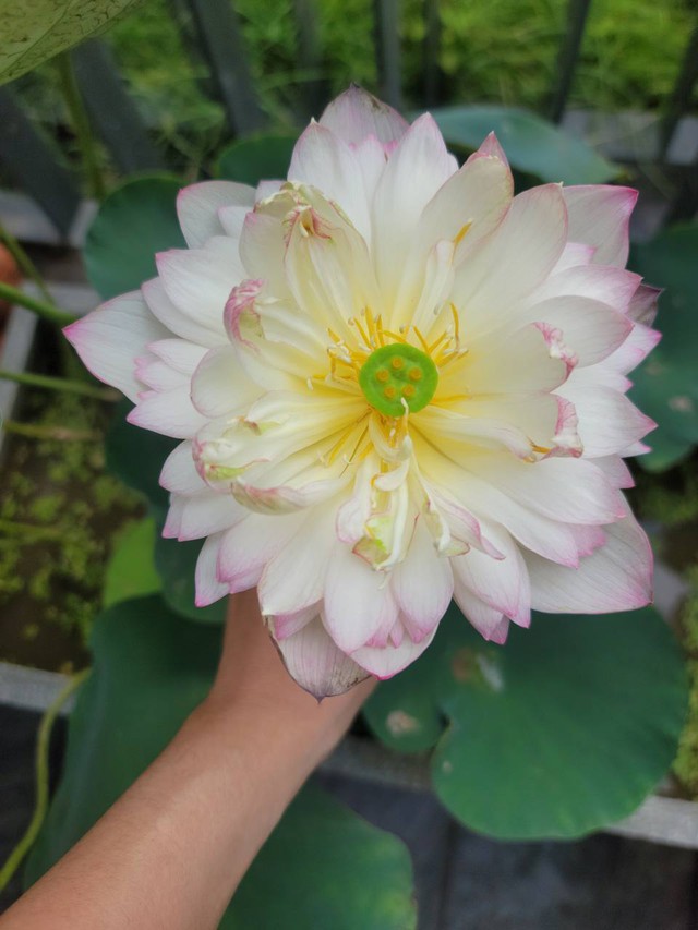 Đầm sen trên ban công đẹp nức lòng với gần 20 loại giống của chủ trang trại hoa nổi tiếng ở Hà Nội - Ảnh 6.