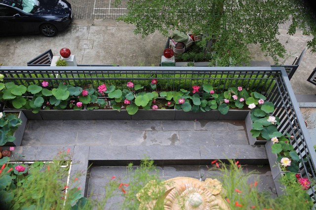 Đầm sen trên ban công đẹp nức lòng với gần 20 loại giống của chủ trang trại hoa nổi tiếng ở Hà Nội - Ảnh 8.