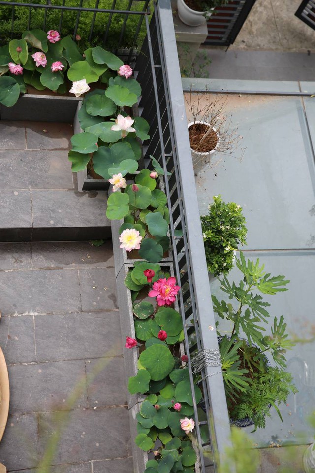 Đầm sen trên ban công đẹp nức lòng với gần 20 loại giống của chủ trang trại hoa nổi tiếng ở Hà Nội - Ảnh 9.