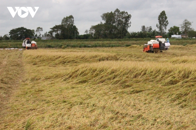 Giá lúa thế giới tăng, nông dân ĐBSCL vẫn chưa vui - Ảnh 1.