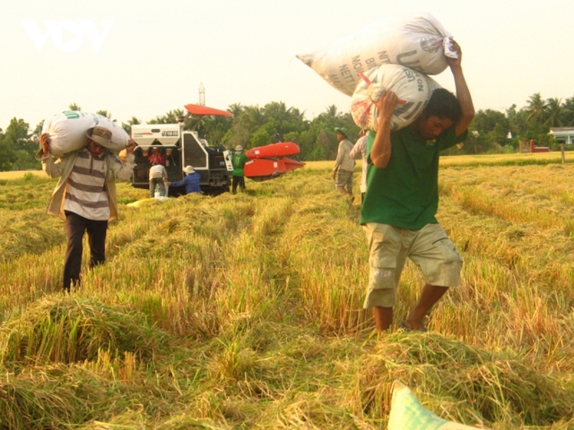 Giá lúa thế giới tăng, nông dân ĐBSCL vẫn chưa vui - Ảnh 2.