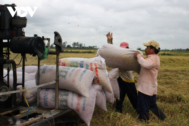 Giá lúa thế giới tăng, nông dân ĐBSCL vẫn chưa vui - Ảnh 3.