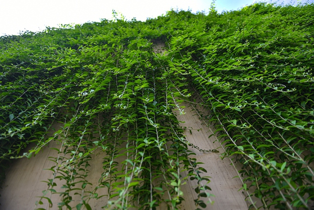  Cận cảnh bức tường xanh hiếm có giữa hầm chui ở Hà Nội giúp người dân giải nhiệt ngày nắng nóng - Ảnh 5.