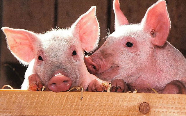 Trong miệng con lợn có 1 bộ phận cực quý giá, vừa bổ huyết, vừa dưỡng da, tuy nhiên có 3 nhóm người không nên ăn