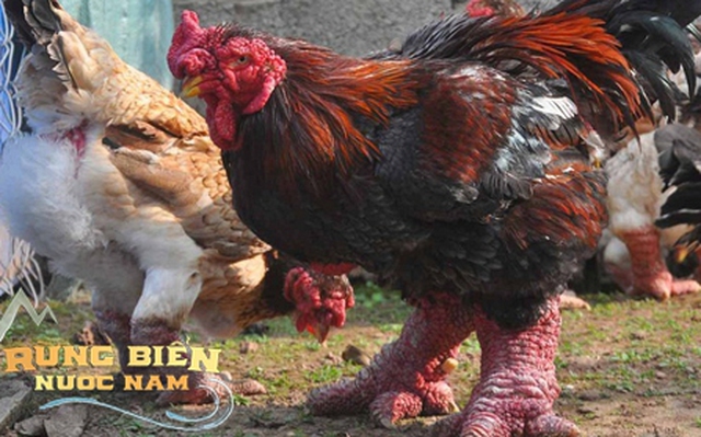 Loài gà độc nhất thế giới ở Việt Nam: Dân mạng quốc tế trầm trồ, chuyên gia ẩm thực ngỡ ngàng