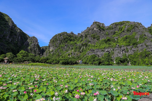 Chiêm ngưỡng đầm sen Hang Múa nở rộ dưới chân núi Ngọa Long - Ảnh 1.