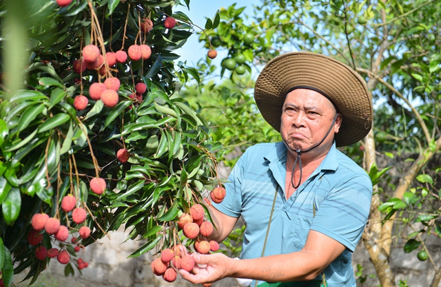 Cận cảnh vườn vải thiều không hạt ở Bắc Giang: Thơm ngọt, không bị sâu đầu, 100.000 đồng/kg vẫn không có để bán - Ảnh 2.