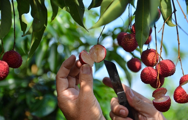 Cận cảnh vườn vải thiều không hạt ở Bắc Giang: Thơm ngọt, không bị sâu đầu, 100.000 đồng/kg vẫn không có để bán - Ảnh 7.