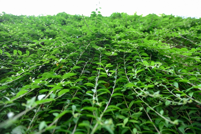 Ngắm hàng cây cúc tần Ấn Độ xanh mướt buông rủ ở hầm chui Hà Nội - Ảnh 6.