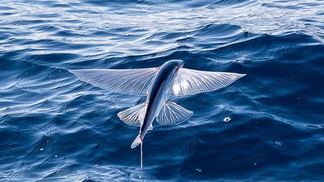 Cá chuồn bay - Đặc sản khiến dân vùng biển đi nhớ về thương, đượm nét mặn mòi của biển cả - Ảnh 1.