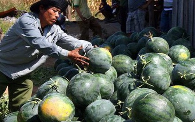 Sắp ký nghị định thư xuất khẩu chính ngạch nhiều loại trái cây sang Trung Quốc