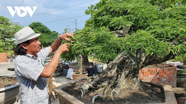 Vua me với những tác phẩm bonsai hái tiền tỷ - Ảnh 1.