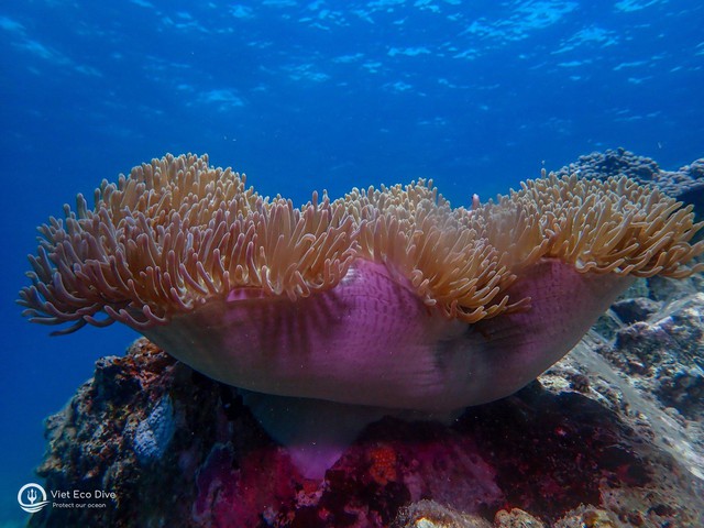 Chiêm ngưỡng san hô tuyệt đẹp dưới đáy biển Việt Nam - Ảnh 1.
