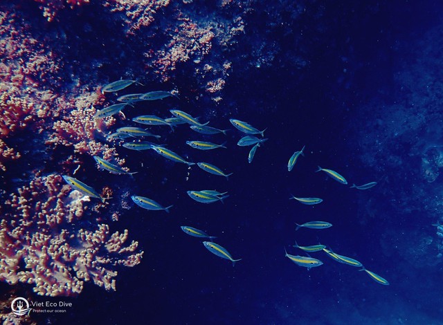 Chiêm ngưỡng san hô tuyệt đẹp dưới đáy biển Việt Nam - Ảnh 2.