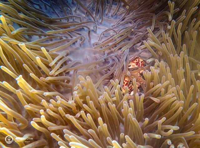 Chiêm ngưỡng san hô tuyệt đẹp dưới đáy biển Việt Nam - Ảnh 4.