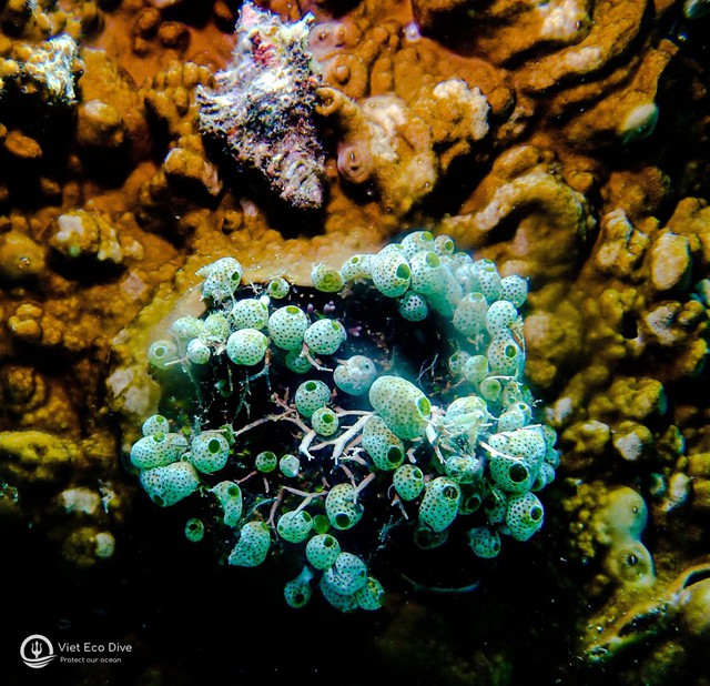 Chiêm ngưỡng san hô tuyệt đẹp dưới đáy biển Việt Nam - Ảnh 5.