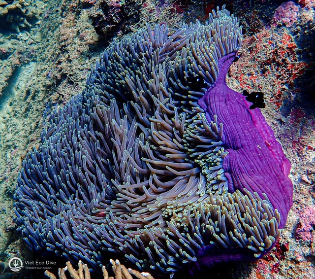 Chiêm ngưỡng san hô tuyệt đẹp dưới đáy biển Việt Nam - Ảnh 7.