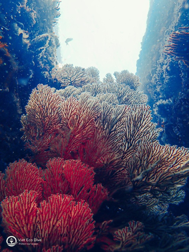 Chiêm ngưỡng san hô tuyệt đẹp dưới đáy biển Việt Nam - Ảnh 8.