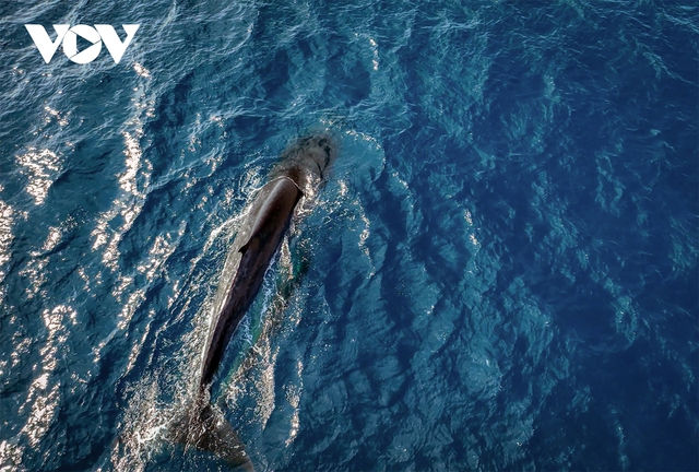 Choáng ngợp cảnh mẹ con cá voi săn mồi ở vùng biển Đề Gi - Ảnh 1.