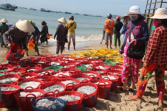 Binh Thuan fishermen hit the peak anchovies in the Southern crop - Photo 2.