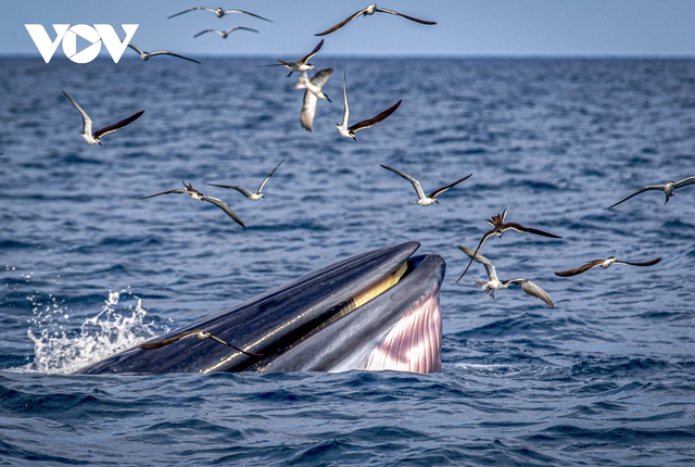 Choáng ngợp cảnh mẹ con cá voi săn mồi ở vùng biển Đề Gi - Ảnh 11.