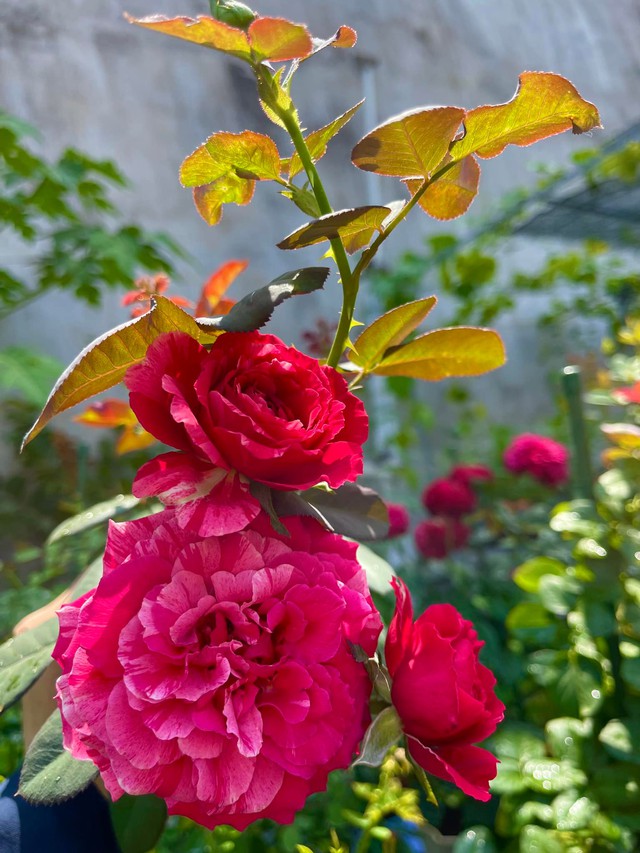 Khu vườn hoa hồng đẹp ngây ngất trên sân thượng ở TP HCM - Ảnh 13.