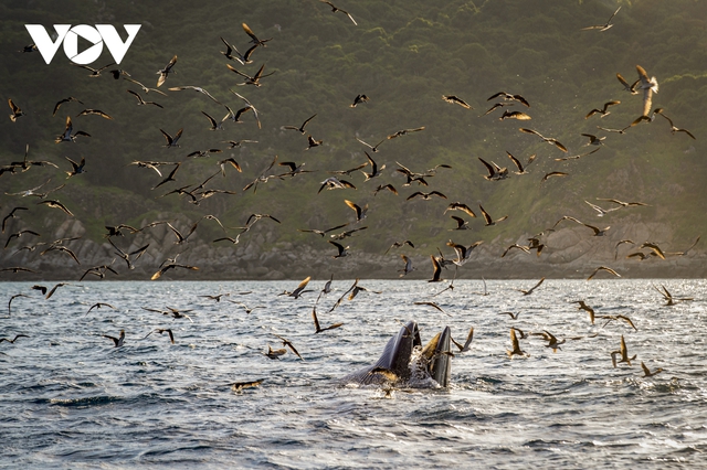 Choáng ngợp cảnh mẹ con cá voi săn mồi ở vùng biển Đề Gi - Ảnh 13.