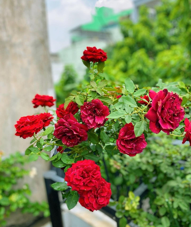 Khu vườn hoa hồng đẹp ngây ngất trên sân thượng ở TP HCM - Ảnh 15.