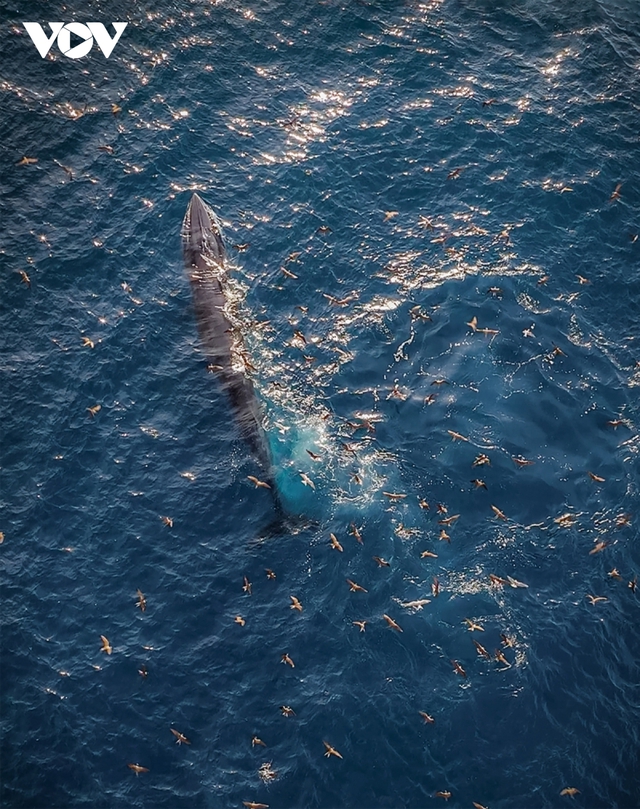 Choáng ngợp cảnh mẹ con cá voi săn mồi ở vùng biển Đề Gi - Ảnh 15.