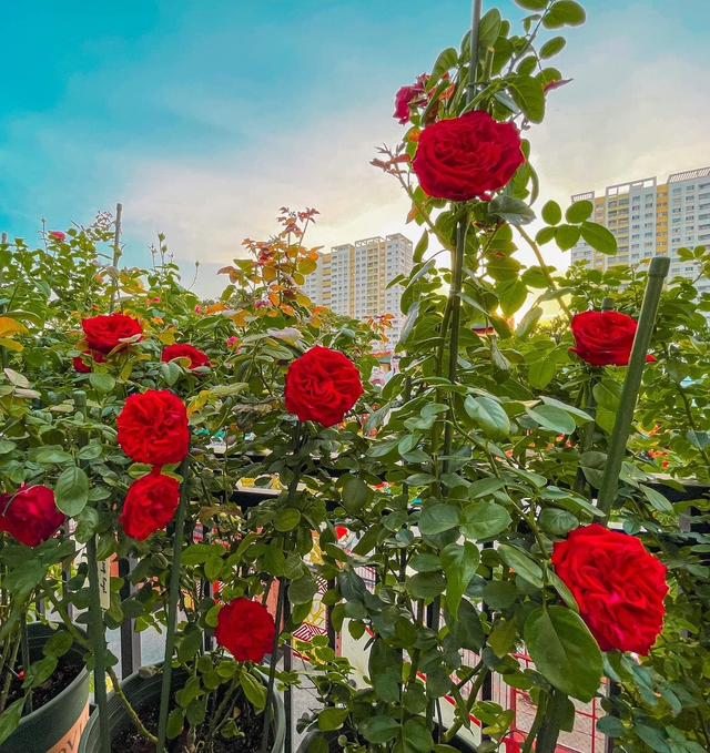 Khu vườn hoa hồng đẹp ngây ngất trên sân thượng ở TP HCM - Ảnh 16.