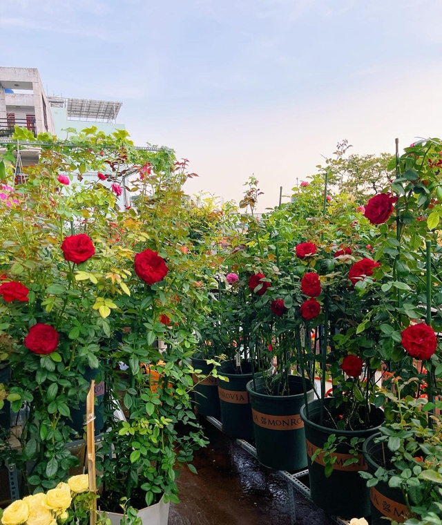 Khu vườn hoa hồng đẹp ngây ngất trên sân thượng ở TP HCM - Ảnh 3.