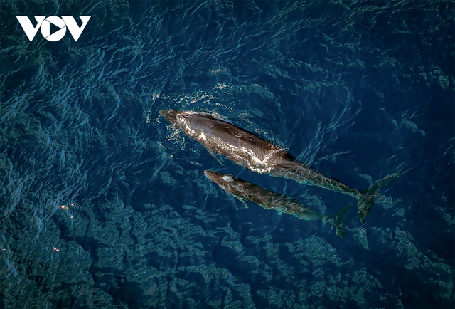 Choáng ngợp cảnh mẹ con cá voi săn mồi ở vùng biển Đề Gi - Ảnh 3.
