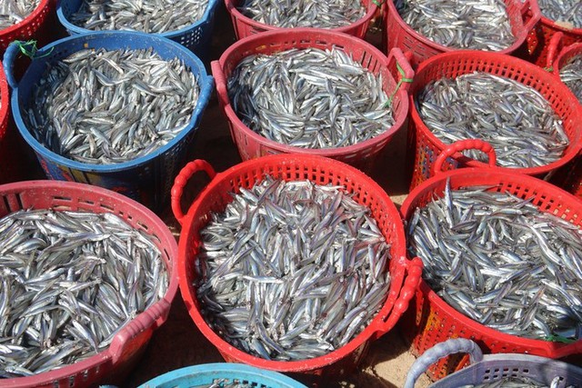 Binh Thuan fishermen hit the peak anchovies in the Southern crop - Photo 3.