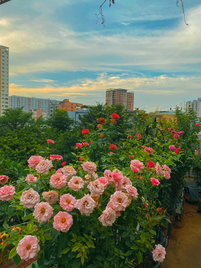 Khu vườn hoa hồng đẹp ngây ngất trên sân thượng ở TP HCM - Ảnh 4.