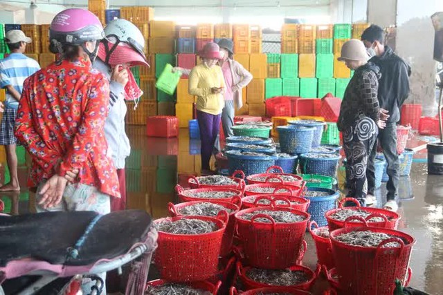 Binh Thuan fishermen hit the peak anchovies in the Southern crop - Photo 4.