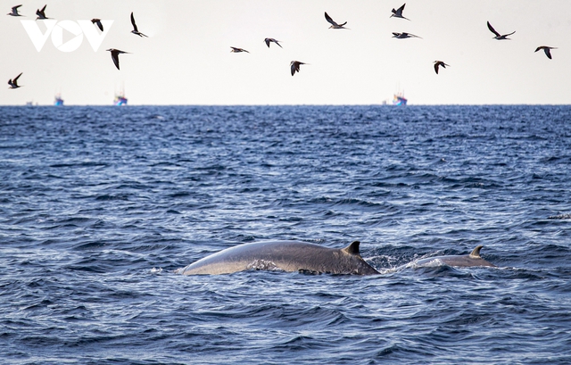 Choáng ngợp cảnh mẹ con cá voi săn mồi ở vùng biển Đề Gi - Ảnh 6.