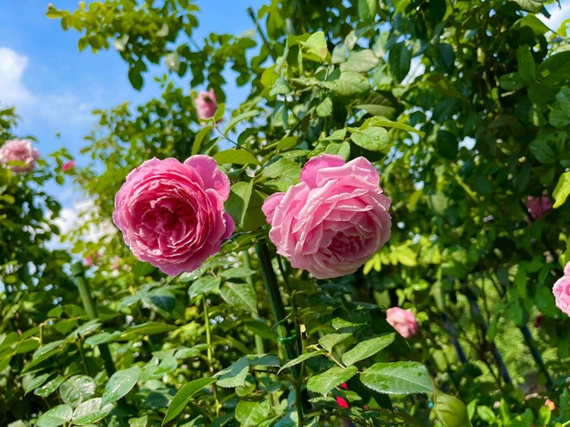Khu vườn hoa hồng đẹp ngây ngất trên sân thượng ở TP HCM - Ảnh 7.