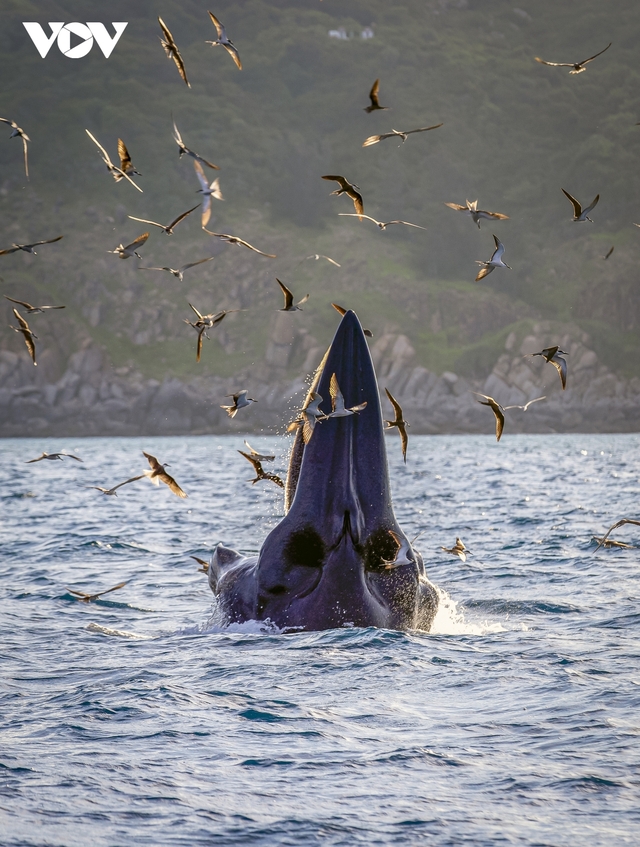 Choáng ngợp cảnh mẹ con cá voi săn mồi ở vùng biển Đề Gi - Ảnh 7.