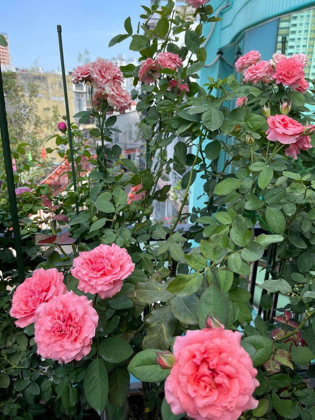 Khu vườn hoa hồng đẹp ngây ngất trên sân thượng ở TP HCM - Ảnh 9.