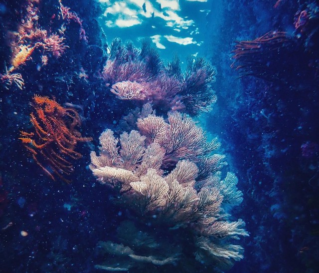 Chiêm ngưỡng san hô tuyệt đẹp dưới đáy biển Việt Nam - Ảnh 9.
